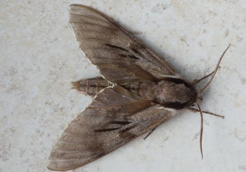 Réf. 183 997 : Sphinx pinastri